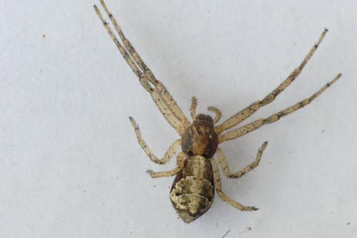 Réf. 203 996 : Tmarus sp.